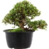 Satsuki Azalee Sachin, Bonsai, 18 Jahre, 28cm -Pflanzen-Bonsai-Shop orhoind181 28