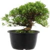 Satsuki Azalee Hi No Maru, Bonsai, 18 Jahre, 27cm 1 Satsuki Azalee Hi No Maru, Bonsai, 18 Jahre, 27cm -Pflanzen-Bonsai-Shop orhoind181 29