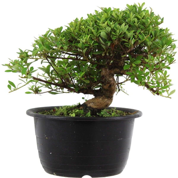 Satsuki Azalee Hi No Maru, Bonsai, 18 Jahre, 27cm 3 Satsuki Azalee Hi No Maru, Bonsai, 18 Jahre, 27cm