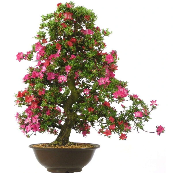 Satsuki Azalee Murasaki, Bonsai, 35 Jahre, 112cm 3 Satsuki Azalee Murasaki, Bonsai, 35 Jahre, 112cm