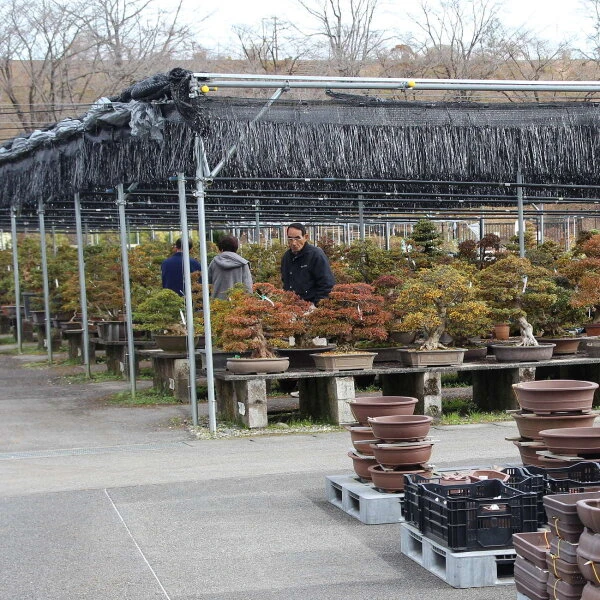 Satsuki Azalee Murasaki, Bonsai, 35 Jahre, 112cm 4 Satsuki Azalee Murasaki, Bonsai, 35 Jahre, 112cm – Bild 2