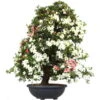 Satsuki Azalee Koki, Bonsai, 35 Jahre, 139cm -Pflanzen-Bonsai-Shop orhoind352 08