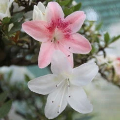 Satsuki Azalee Koki, Bonsai, 35 Jahre, 139cm -Pflanzen-Bonsai-Shop orhoind352 083