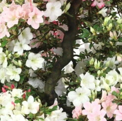 Satsuki Azalee Shinsei, Bonsai, 35 Jahre, 123cm -Pflanzen-Bonsai-Shop orhoind352 112