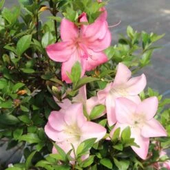 Satsuki Azalee Shinsei, Bonsai, 35 Jahre, 123cm -Pflanzen-Bonsai-Shop orhoind352 113