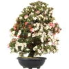 Satsuki Azalee, Bonsai, 35 Jahre, 128cm 2 Satsuki Azalee, Bonsai, 35 Jahre, 128cm -Pflanzen-Bonsai-Shop orhoind352 21