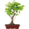 Winterlinde, Bonsai, 18 Jahre, 67cm -Pflanzen-Bonsai-Shop otilcor181 01
