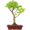 Winterlinde, Bonsai, 18 Jahre, 62cm 1 Winterlinde, Bonsai, 18 Jahre, 62cm -Pflanzen-Bonsai-Shop otilcor181 08