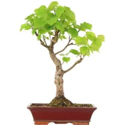 Winterlinde, Bonsai, 18 Jahre, 62cm