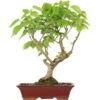Winterlinde, Bonsai, 18 Jahre, 61cm -Pflanzen-Bonsai-Shop otilcor181 13