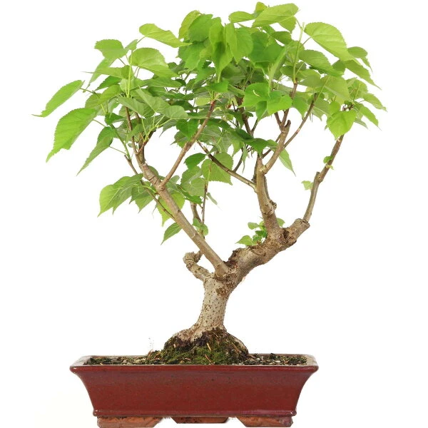 Winterlinde, Bonsai, 18 Jahre, 61cm 3 Winterlinde, Bonsai, 18 Jahre, 61cm