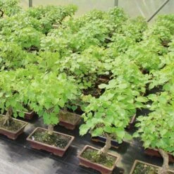 Pflanzen-Bonsai-Shop -Pflanzen-Bonsai-Shop otilcor181 132