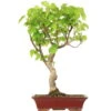 Winterlinde, Bonsai, 18 Jahre, 66cm 1 Winterlinde, Bonsai, 18 Jahre, 66cm -Pflanzen-Bonsai-Shop otilcor181 14
