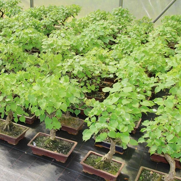 Winterlinde, Bonsai, 18 Jahre, 66cm 4 Winterlinde, Bonsai, 18 Jahre, 66cm – Bild 2