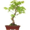Winterlinde, Bonsai, 18 Jahre, 64cm -Pflanzen-Bonsai-Shop otilcor181 22