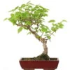 Winterlinde, Bonsai, 18 Jahre, 60cm 1 Winterlinde, Bonsai, 18 Jahre, 60cm -Pflanzen-Bonsai-Shop otilcor181 33