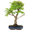 Winterlinde, Bonsai, 18 Jahre, 59cm -Pflanzen-Bonsai-Shop otilcor181 46