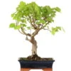 Winterlinde, Bonsai, 18 Jahre, 54cm 1 Winterlinde, Bonsai, 18 Jahre, 54cm -Pflanzen-Bonsai-Shop otilcor181 47