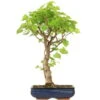 Winterlinde, Bonsai, 18 Jahre, 63cm 1 Winterlinde, Bonsai, 18 Jahre, 63cm -Pflanzen-Bonsai-Shop otilcor181 53