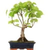 Winterlinde, Bonsai, 18 Jahre, 51cm 1 Winterlinde, Bonsai, 18 Jahre, 51cm -Pflanzen-Bonsai-Shop otilcor181 56
