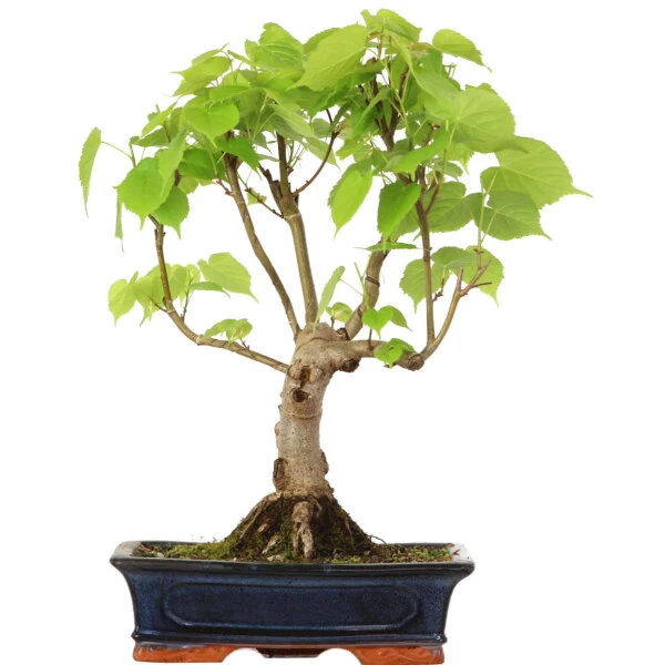 Winterlinde, Bonsai, 18 Jahre, 51cm 3 Winterlinde, Bonsai, 18 Jahre, 51cm