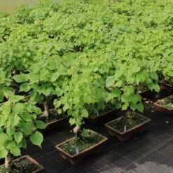 Winterlinde, Bonsai, 18 Jahre, 51cm 7 Winterlinde, Bonsai, 18 Jahre, 51cm -Pflanzen-Bonsai-Shop otilcor181 563