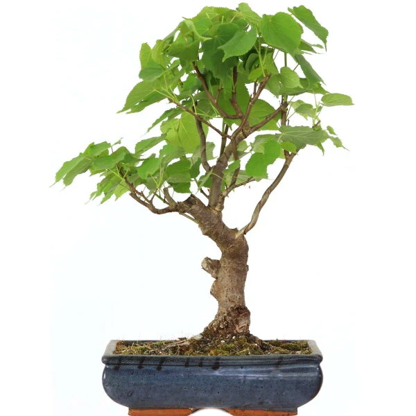 Winterlinde, Bonsai, 18 Jahre, 55cm 3 Winterlinde, Bonsai, 18 Jahre, 55cm