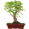Winterlinde, Bonsai, 18 Jahre, 53cm -Pflanzen-Bonsai-Shop otilcor181 74
