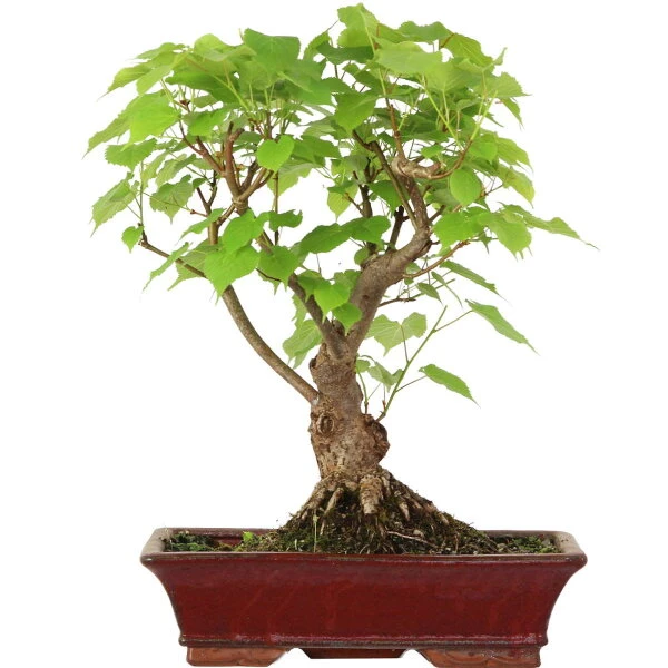 Winterlinde, Bonsai, 18 Jahre, 53cm 3 Winterlinde, Bonsai, 18 Jahre, 53cm