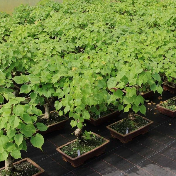 Winterlinde, Bonsai, 18 Jahre, 53cm 5 Winterlinde, Bonsai, 18 Jahre, 53cm – Bild 3