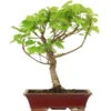 Winterlinde, Bonsai, 18 Jahre, 56cm -Pflanzen-Bonsai-Shop otilcor181 78