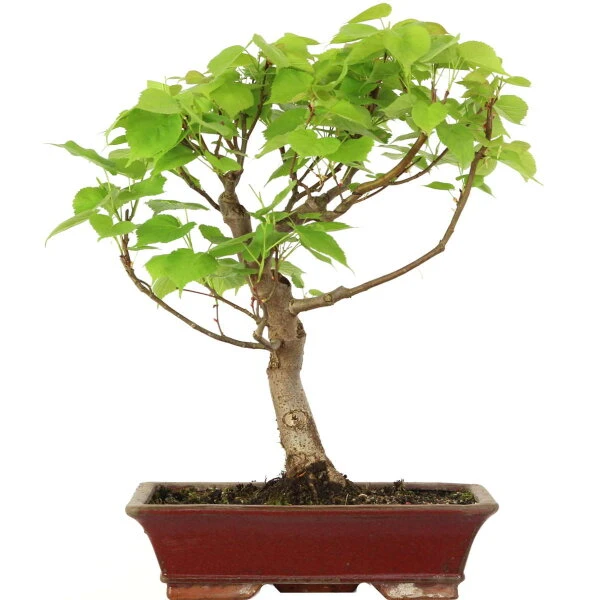 Winterlinde, Bonsai, 18 Jahre, 56cm 3 Winterlinde, Bonsai, 18 Jahre, 56cm