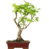 Winterlinde, Bonsai, 18 Jahre, 52cm 1 Winterlinde, Bonsai, 18 Jahre, 52cm -Pflanzen-Bonsai-Shop otilcor181 80