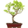 Winterlinde, Bonsai, 18 Jahre, 58cm -Pflanzen-Bonsai-Shop otilcor181 81