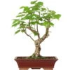 Winterlinde, Bonsai, 18 Jahre, 57cm -Pflanzen-Bonsai-Shop otilcor181 87