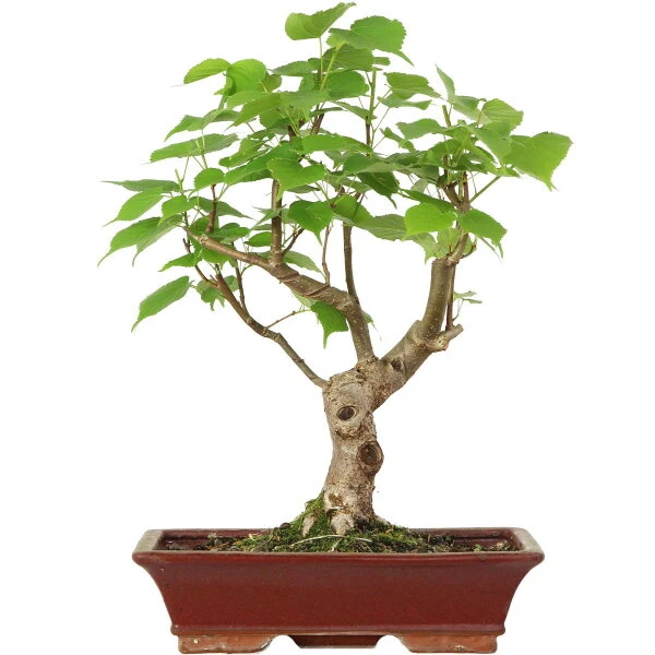 Winterlinde, Bonsai, 18 Jahre, 57cm 3 Winterlinde, Bonsai, 18 Jahre, 57cm