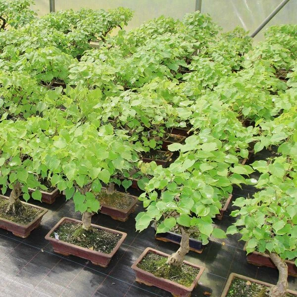 Winterlinde, Bonsai, 18 Jahre, 57cm 4 Winterlinde, Bonsai, 18 Jahre, 57cm – Bild 2