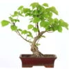 Winterlinde, Bonsai, 18 Jahre, 50cm -Pflanzen-Bonsai-Shop otilcor181 98