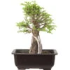 Japanische Ulme, Bonsai, 9 Jahre, 27cm 1 Japanische Ulme, Bonsai, 9 Jahre, 27cm -Pflanzen-Bonsai-Shop oulmjap091 30