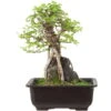 Japanische Ulme, Bonsai, 9 Jahre, 28cm -Pflanzen-Bonsai-Shop oulmjap091 33