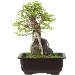 Japanische Ulme, Bonsai, 9 Jahre, 28cm