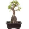 Japanische Ulme, Bonsai, 9 Jahre, 32cm 2 Japanische Ulme, Bonsai, 9 Jahre, 32cm -Pflanzen-Bonsai-Shop oulmjap091 35