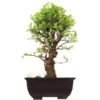 Japanische Ulme, Bonsai, 9 Jahre, 29cm 2 Japanische Ulme, Bonsai, 9 Jahre, 29cm -Pflanzen-Bonsai-Shop oulmjap092 12