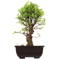 Japanische Ulme, Bonsai, 9 Jahre, 29cm