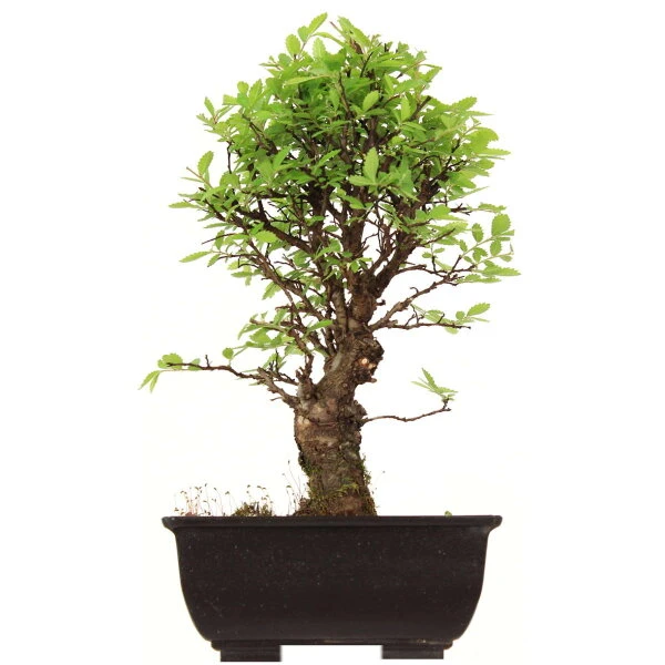 Japanische Ulme, Bonsai, 9 Jahre, 29cm 3 Japanische Ulme, Bonsai, 9 Jahre, 29cm