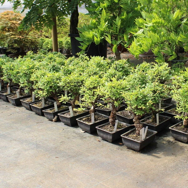 Japanische Ulme, Bonsai, 9 Jahre, 29cm 4 Japanische Ulme, Bonsai, 9 Jahre, 29cm – Bild 2