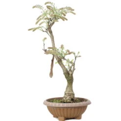 Japanischer Blauregen, Bonsai, 20 Jahre, 80cm -Pflanzen-Bonsai-Shop owisflo201 014