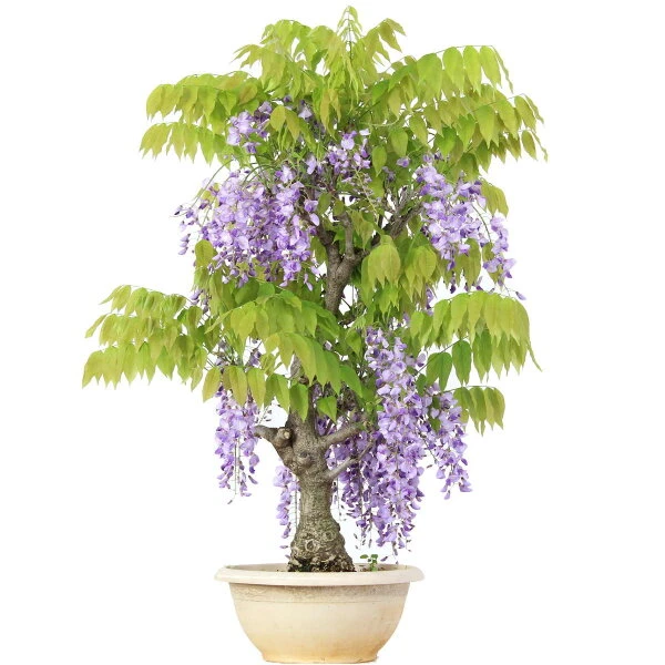 Japanischer Blauregen, Bonsai, 20 Jahre, 86cm 3 Japanischer Blauregen, Bonsai, 20 Jahre, 86cm