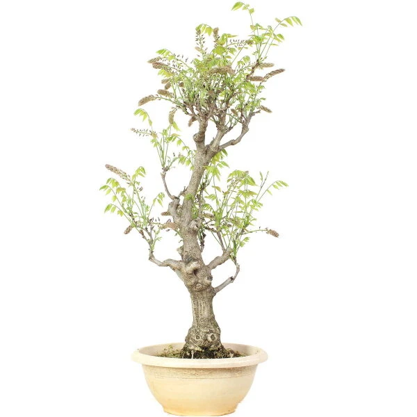 Japanischer Blauregen, Bonsai, 20 Jahre, 86cm 4 Japanischer Blauregen, Bonsai, 20 Jahre, 86cm – Bild 2