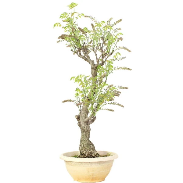 Japanischer Blauregen, Bonsai, 20 Jahre, 86cm 5 Japanischer Blauregen, Bonsai, 20 Jahre, 86cm – Bild 3